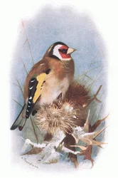 Stieglitz, aus Britische Vögel, veröffentlicht von Longmans, 1932